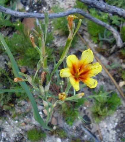 Moraea ochroleuca, a hard life